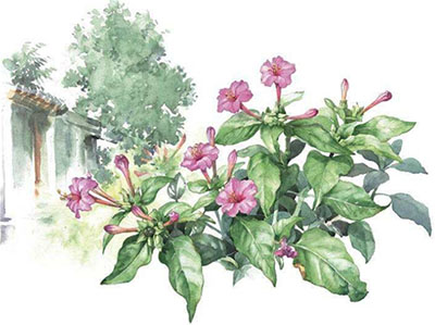 紫茉莉花开暗香来，叶、根、果实可入药 - 血管微语-血管微语