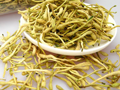 金银花：清热解毒消痈疽-血管微语