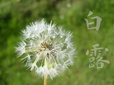 秋始白露，“白露食白”抗燥又润肺-血管微语