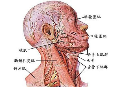 高血压按摩保健6法 - 血管微语-血管微语