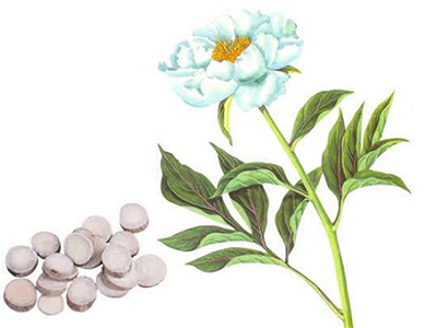 花中宰相话芍药 赤芍白芍有不同-血管微语