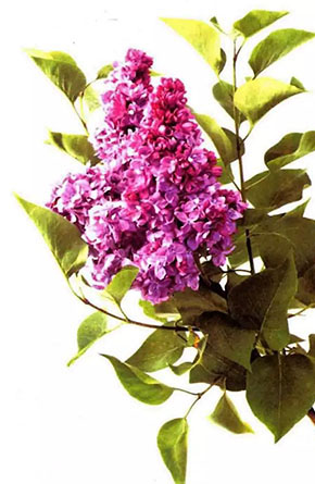 丁香花与药用丁香是同一种植物吗?-血管微语