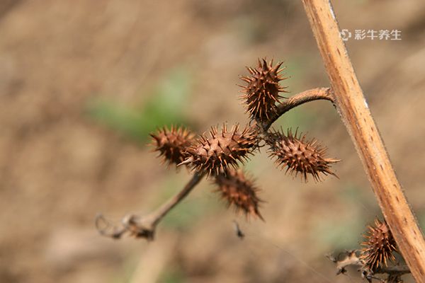 苍耳怎么泡脚-血管微语