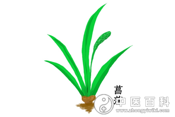 菖蒲的功效作用介绍-血管微语