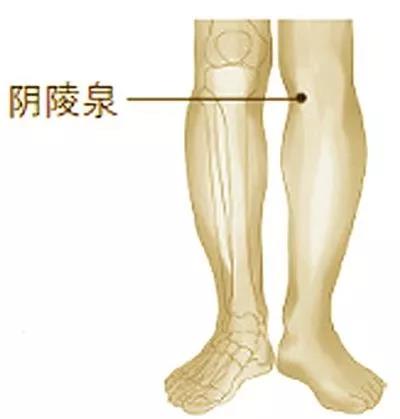 按摩艾灸阴陵泉 补益脾气清湿热-血管微语