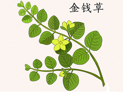 哪种金钱草排石溶石好-血管微语