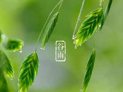 谷雨养生：夜卧早起以养肝 少酸增甘健脾胃-血管微语