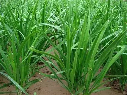 春季养生为您推荐十二种美味蔬菜-血管微语