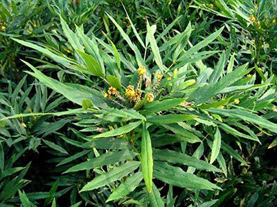 “十大功劳”功劳多,消肿燥湿兼清热-血管微语