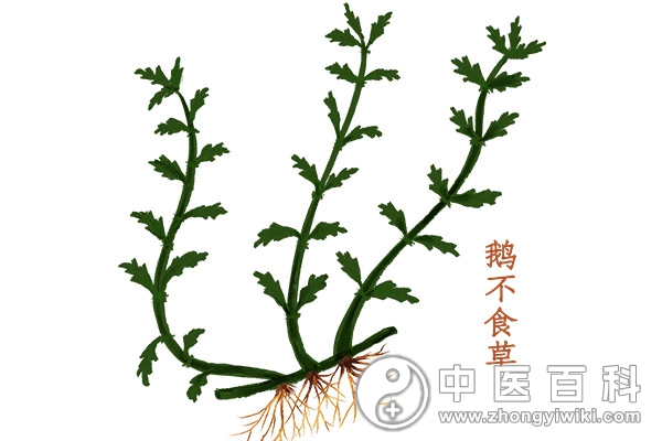 鹅不食草的药用价值-血管微语