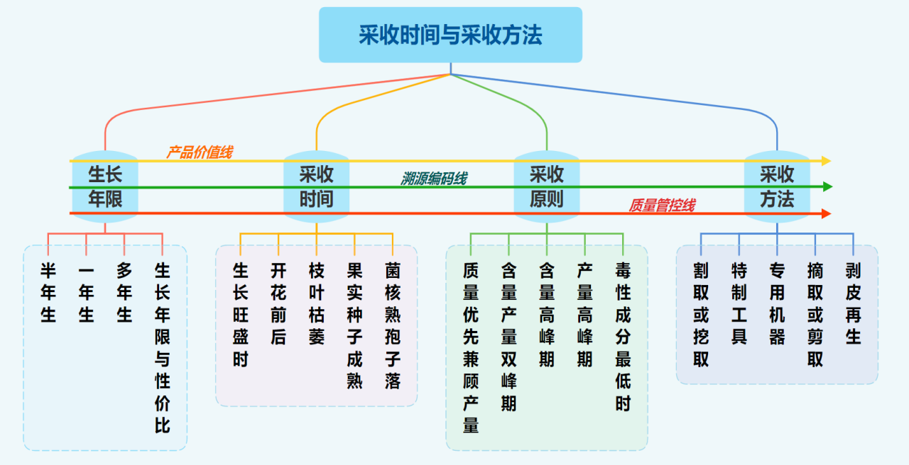 种出好药材 采收很关键-血管微语