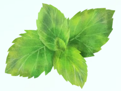 夏季节气养生药膳指南-血管微语
