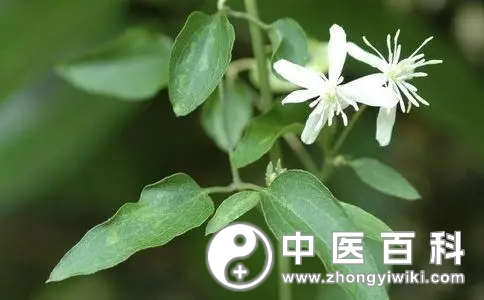 威灵仙的药用价值-血管微语