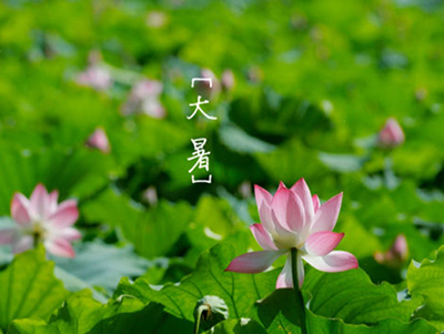大暑养生重在调养心神，祛湿解暑冬瓜蘑菇豆腐汤-血管微语