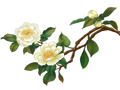 “花中珍品”话山茶，凉血散瘀又清肝-血管微语