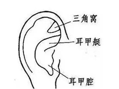 中医耳穴 疗疾又保健-血管微语