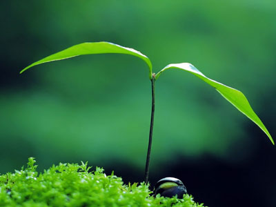《黄帝内经》中的四季养生原则：春生夏长，秋收冬藏 - 血管微语-血管微语