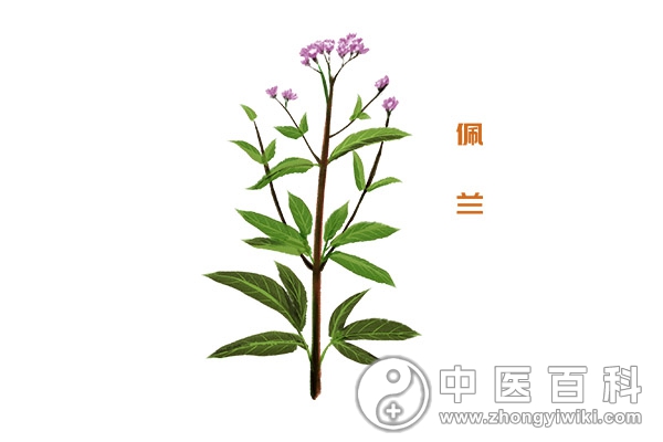 佩兰的功效与作用有哪些-血管微语