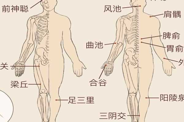 肝经是什么意思 - 血管微语-血管微语