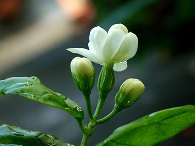 洁白典雅“茉莉花” 理气止痛去寒积 - 血管微语-血管微语