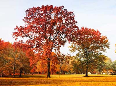 秋风送爽天逐凉 护阴养肺防秋燥-血管微语