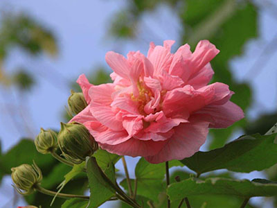 木芙蓉：花、叶、根皆为药，清热消肿多功效-血管微语
