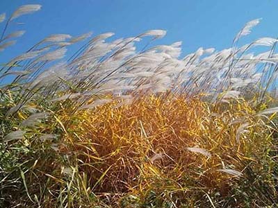 “多事之秋”警惕心脑血管疾病来袭-血管微语