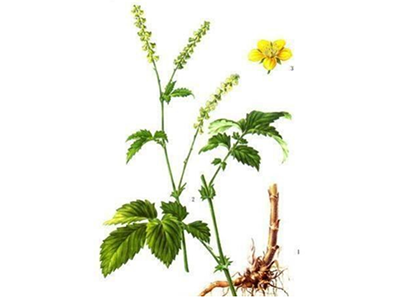 仙鹤草的妙用-血管微语
